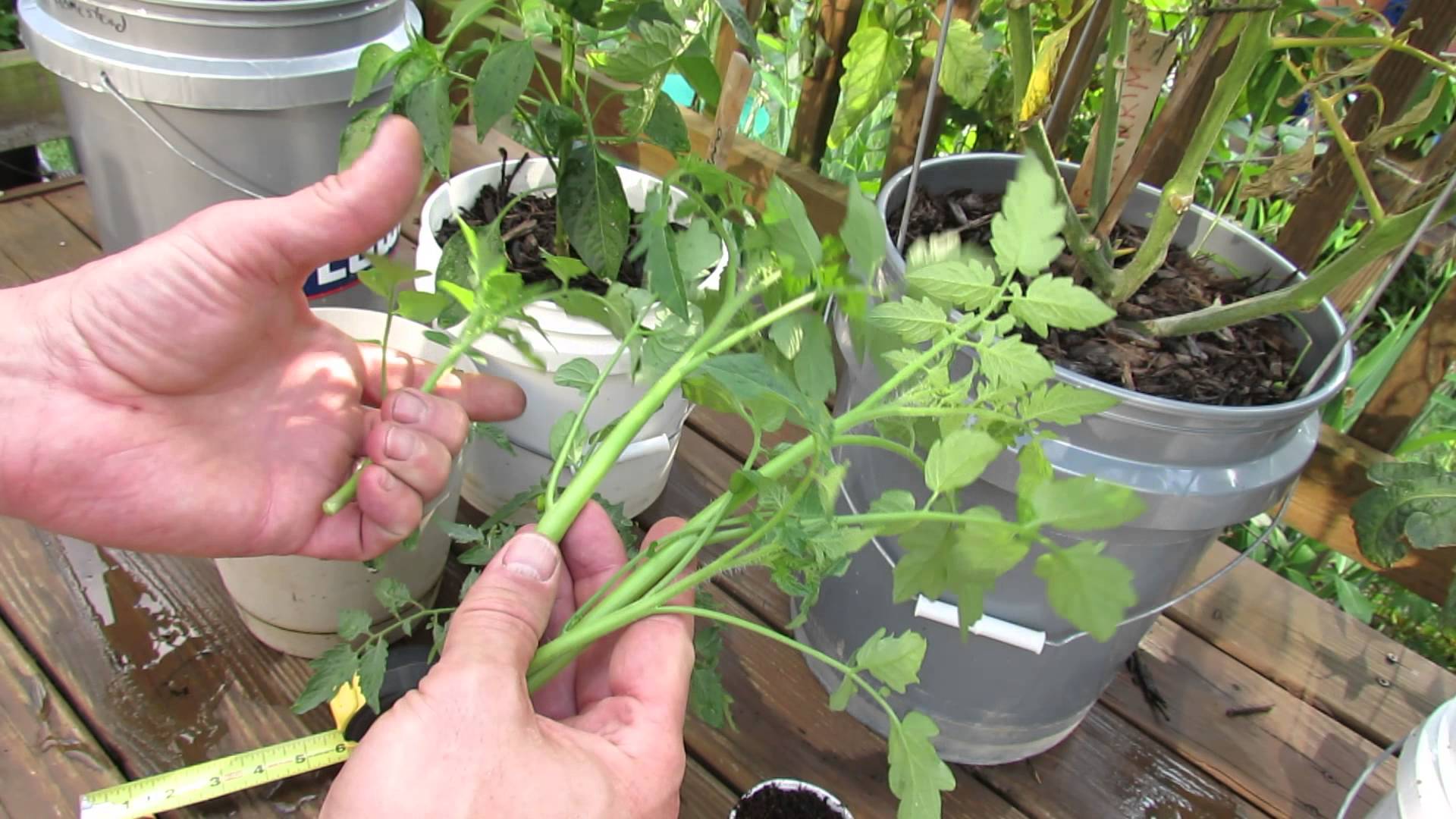 Tomato cuttings with Tomato Dirt