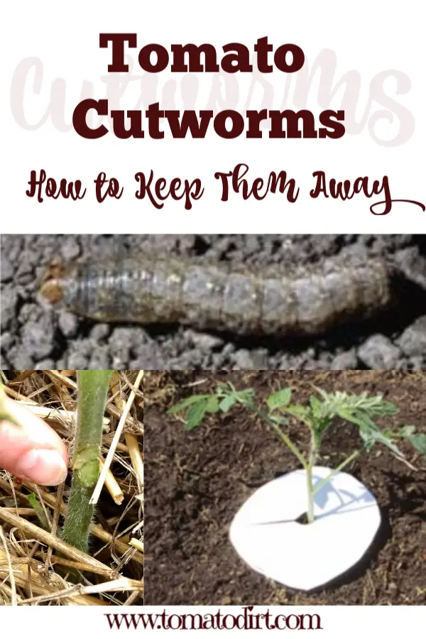 Tomato Worms: how to keep tomato cutworms away with Tomato Dirt #GrowingTomatoes #HomeGardening