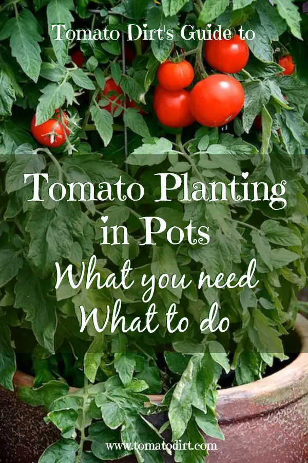 Tomato planting in pots: what you you, what to do. A guide to planting container tomatoes #TomatoGrowingTips #GrowingTomatoes with Tomato Dirt