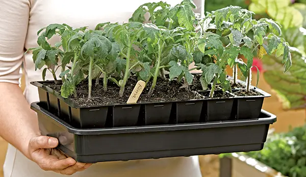 Germinate seeds to get a head start on growing tomato seedlings with Tomato Dirt