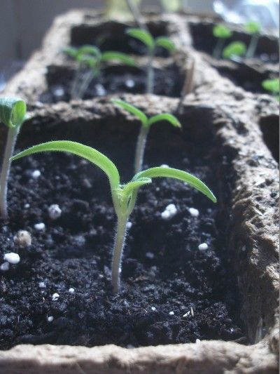 Tomato seedlings from Gardening Know How