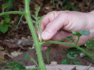 gardener grasping tomato sucker to pinch it off