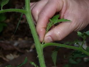 pinching off tomato sucker