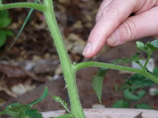 wound where tomato sucker was pinched off