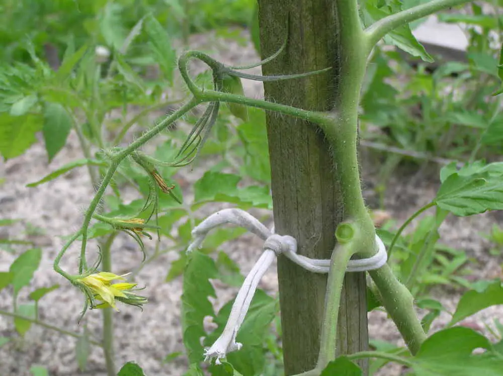 Tomato ties with Tomato Dirt