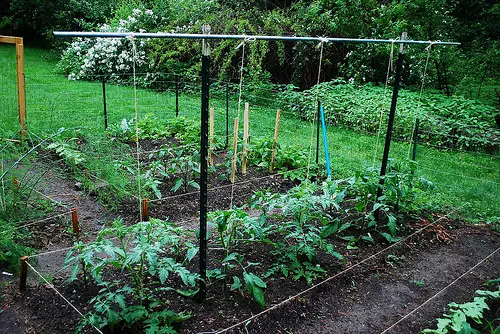 Build a tomato trellis for staking tomatoes