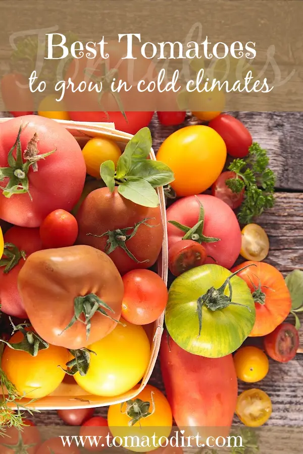 Best tomatoes for cold climates with Tomato Dirt #HomeGardening #VegetableGardening