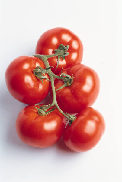 Tips for growing fall tomatoes with Tomato Dirt