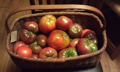 Tomatoes from the garden of Tomato Dirt-er Shelley Bain