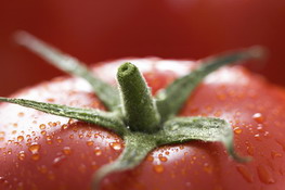 top of a tomato