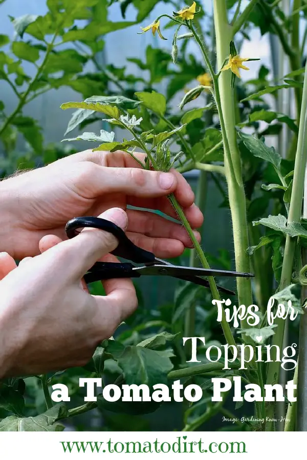 Tips for topping a tomato plant with Tomato Dirt #HomeGardening #GrowingTomatoes