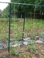 loop twine from plant over bar and back to create trellis ties