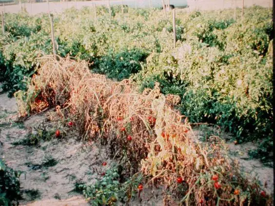 Verticillium wilt on tomatoes courtesy Missouri Botanical Gardens via Tomato Dirt