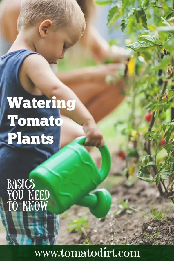 Watering tomato plants: the basics you need to know with Tomato Dirt #HomeGarden #BegetableGardening #BeginnerGardening
