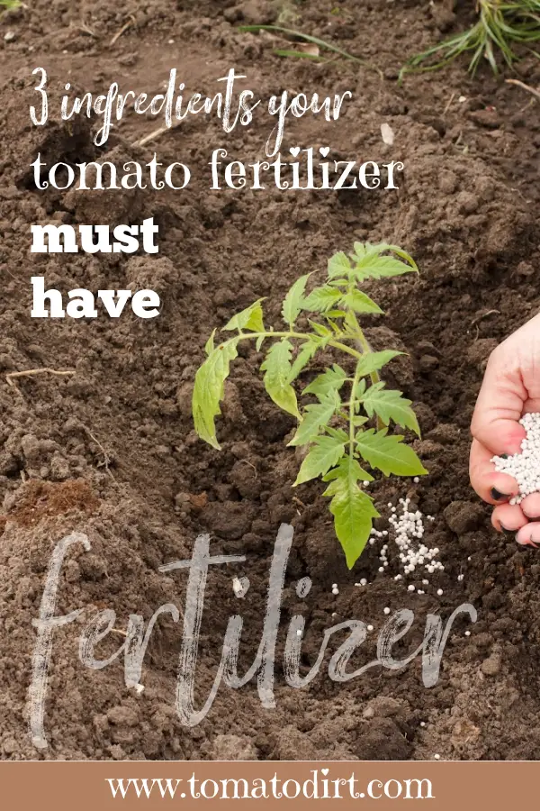 3 ingredients your tomato fertilizer must have with Tomato Dirt #HomeGardening #VegetableGarden