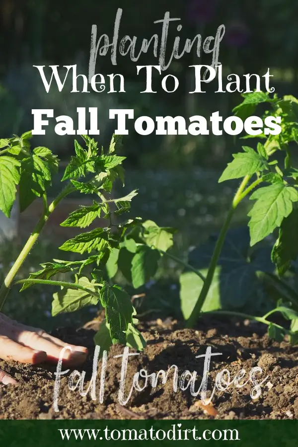 When to plant fall tomatoes with Tomato Dirt #HomeGarden #VegetableGardening #BeginnerGardener