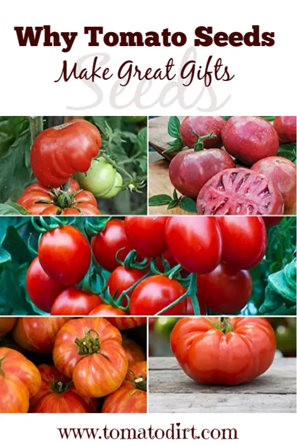 Tomato seeds are a great gift for gardeners with Tomato Dirt #GrowingTomatoes #GardeningTips