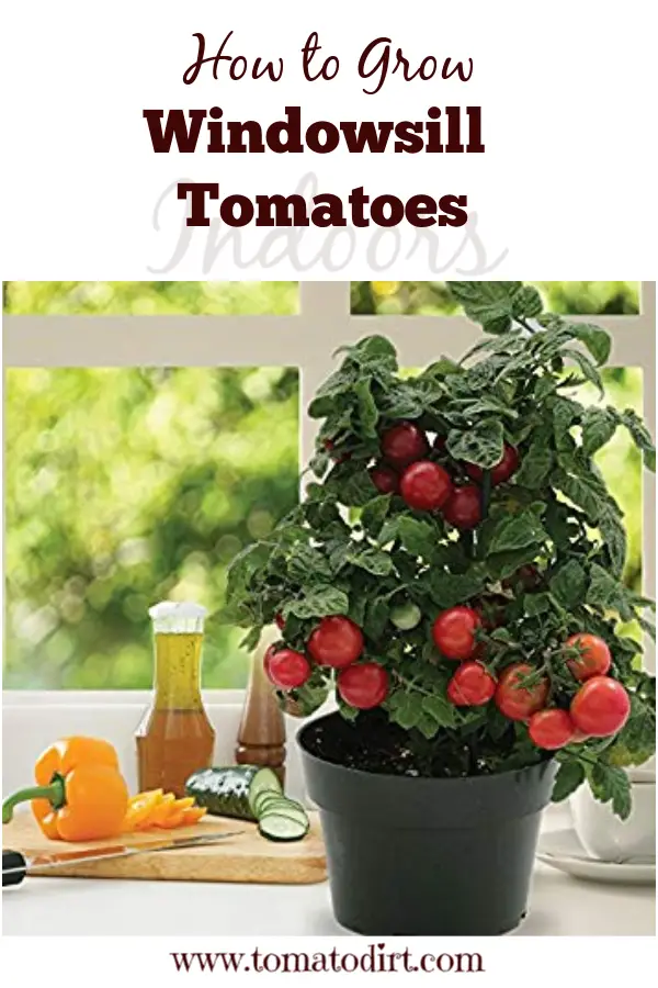 How to grow windowsill tomatoes or start tomatoes indoors on your window sill with Tomato Dirt #GrowingTomatoes #GardeningTips